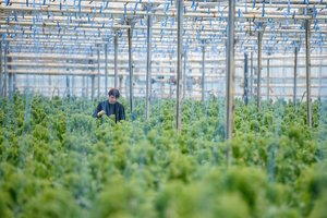 Pirmosios lietuviškos daržovės plūsta į parduotuves: agronomas pamokė, kaip perkant neapsigauti