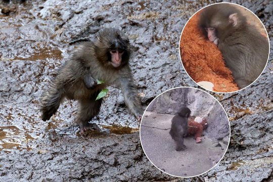 Beždžioniukas tapo interneto sensacija: parduotuvių lentynose jo pamėgto žaislo nebeliko