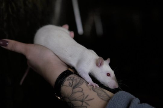 Dvi draugiškos ir aktyvios baltapūkės mielai lips ir ant rankų, bet ne bet kam