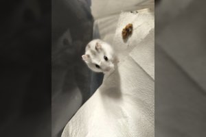 Maratonus dievinanti žiurkėnė pasiruošusi tapti namų karaliene: turi vieną taisyklę