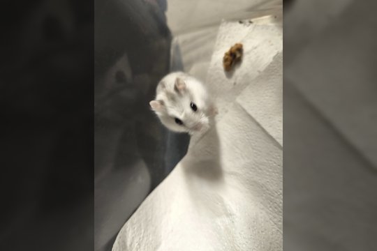 Maratonus dievinanti žiurkėnė pasiruošusi tapti namų karaliene: turi vieną taisyklę