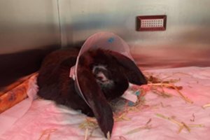 Šeimininkams „nepatogiu“ tapęs jaunas ilgaausis padūkėlis ieško namų: dievina paglostymus