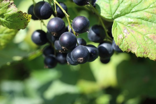 Ne šiukšlės, o lobis: 3 saujos po krūmu – ir serbentai užaugs didesni už vyšnias bei saldesni už cukrų 