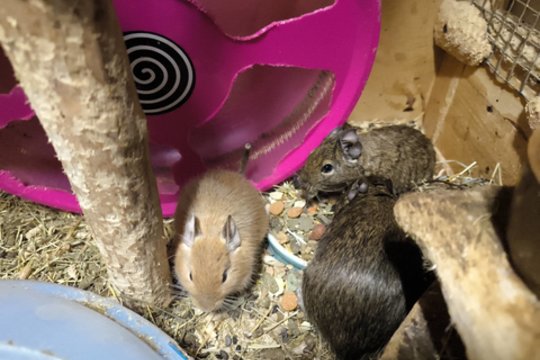 3 neišskiriami uodeguoti olimpiečiai pasiruošę užkariauti žmonių širdis