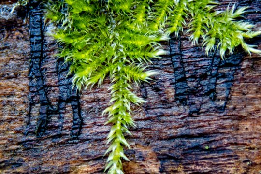 Vardų reikšmės: kovo 2–8 d. varduvininkai