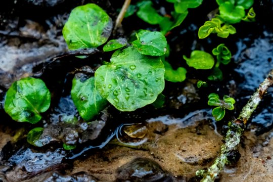 Vardų reikšmės: kovo 9–15 d. varduvininkai