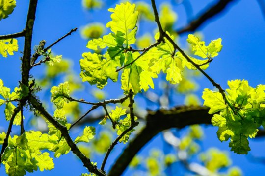 Vardų reikšmės: kovo 23–29 d. varduvininkai