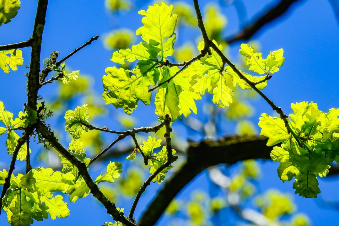 Vardų reikšmės: kovo 23–29 d. varduvininkai