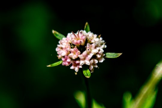 Vardų reikšmės: kovo 30 – balandžio 5 d. varduvininkai