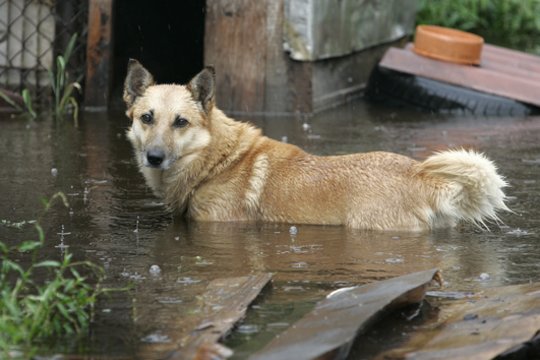 Ruošiantis potvyniui Lietuvoje – perspėjimas dėl augintinių