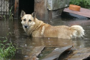 Ruošiantis potvyniui Lietuvoje – perspėjimas dėl augintinių