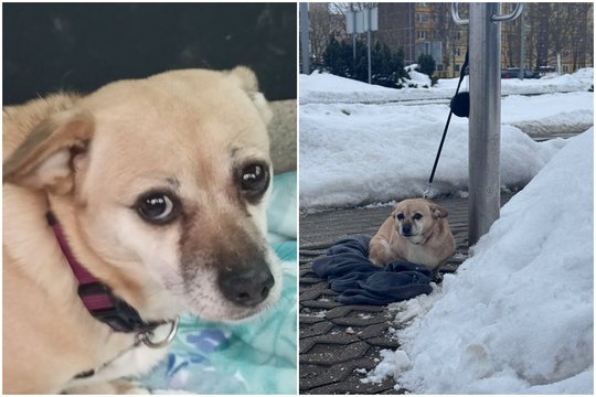 Žiaurus poelgis su šuniuku Šiauliuose: socialiniuose tinkluose – pagalbos šauksmas ir pasipiktinimo banga