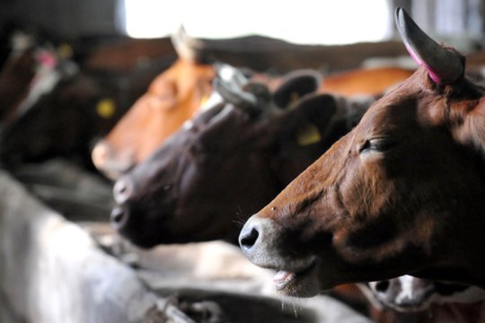 Panevėžio rajone įlūžus tvarto stogui, prispausti pastate buvę gyvuliai