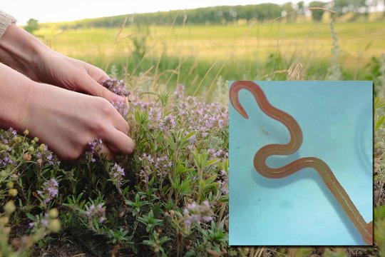 Nekaltas žolelių rinkimas baigėsi košmaru: iš pacientės smegenų teko traukti gyvį