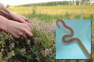 Nekaltas žolelių rinkimas baigėsi košmaru: iš pacientės smegenų teko traukti gyvį