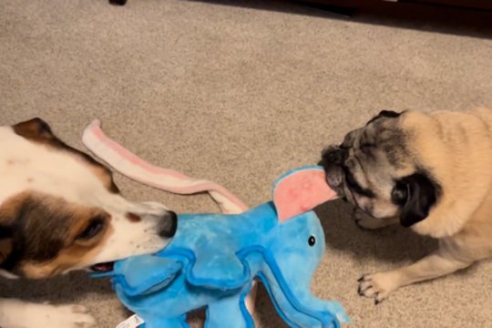 Įtempta dvikova iki paskutinės sekundės: priešininkais tapę šunys kovojo dėl vieno