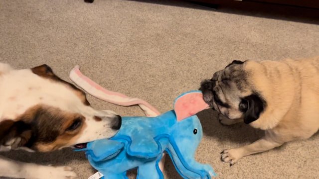 Įtempta dvikova iki paskutinės sekundės: priešininkais tapę šunys kovojo dėl vieno