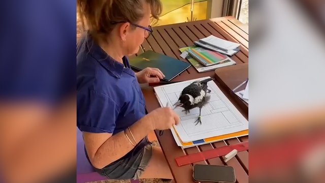 Už širdies griebianti akimirka: po audros išgelbėta varna padeda šeimininkei dirbti