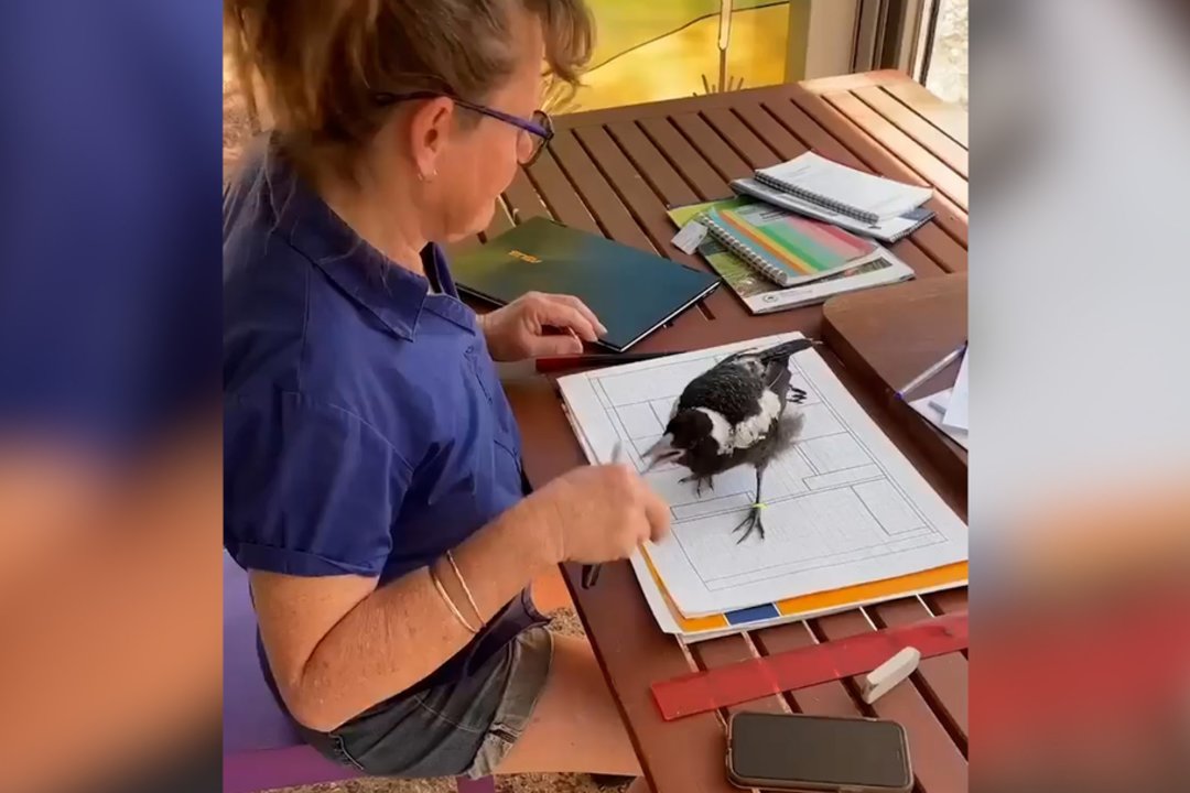 Už širdies griebianti akimirka: po audros išgelbėta varna padeda šeimininkei dirbti