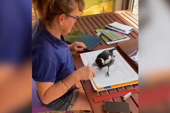 Už širdies griebianti akimirka: po audros išgelbėta varna padeda šeimininkei dirbti