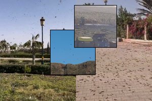 Turistų pamiltose salose – apokaliptiniai vaizdai: užplūdo pulkai vabzdžių