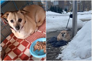 Po žiauraus poelgio Šiauliuose – netikėtas posūkis: atsiradusi šeimininkė nori atgauti šunį