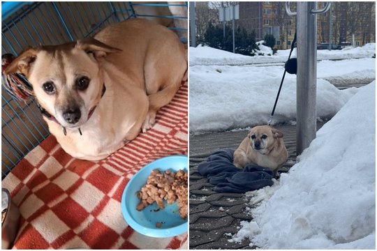 Po žiauraus poelgio Šiauliuose – netikėtas posūkis: atsiradusi šeimininkė nori atgauti šunį