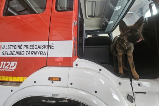 Susipažinkite: būsimi keturkojai pareigūnai, kuriems kiekvienas kvapas ar garsas – didžiulis nuotykis