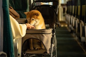 Pirmą kartą Europoje: skelbia apie pokyčius šunims lėktuvų salone