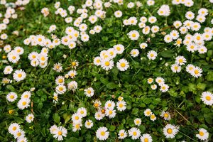 Sėju sėklas tiesiai į sniegą: vasarą sodas pasipuošia baltais nėriniais be jokio vargo