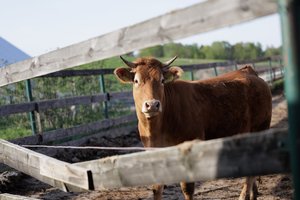 Kipre per pastarąsias dienas fiksuota 11 snukio ir nagų ligos protrūkių