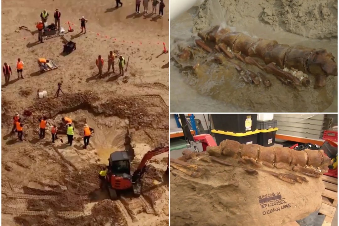 Australijos paplūdimyje – stulbinamas 20 mln. metų senumo radinys: priblokšti net mokslininkai