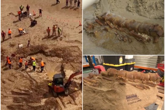 Australijos paplūdimyje – stulbinamas 20 mln. metų senumo radinys: priblokšti net mokslininkai