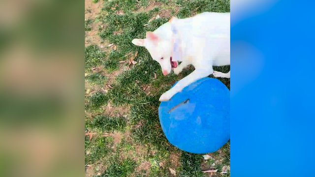 Bežaidžiant su kamuoliu šunį aplankė nedoros mintys: augintinis vylėsi, kad niekas to nepastebės