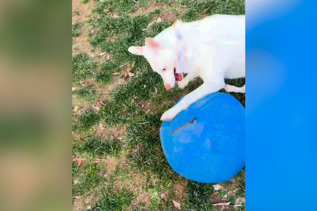 Bežaidžiant su kamuoliu šunį aplankė nedoros mintys: augintinis vylėsi, kad niekas to nepastebės