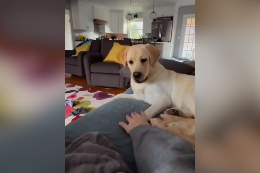  ​Delnų karas: šuo ir šeimininkas įnirtingai kovėsi dėl pergalės