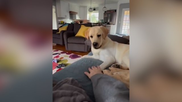  ​Delnų karas: šuo ir šeimininkas įnirtingai kovėsi dėl pergalės