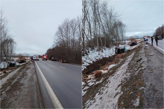 Birštono savivaldybėje į kelią išbėgę arkliai sukėlė masinę avariją