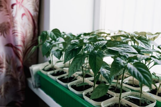 Sėjate paprikas kovą? Štai klaida, kurią daro daugelis daržininkų