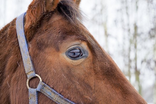 Telšių rajone iš ganyklos pavogtas žirgas