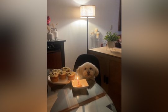 Gardus gimtadienis: dekoruoti skanėstai atspindi keturkojį