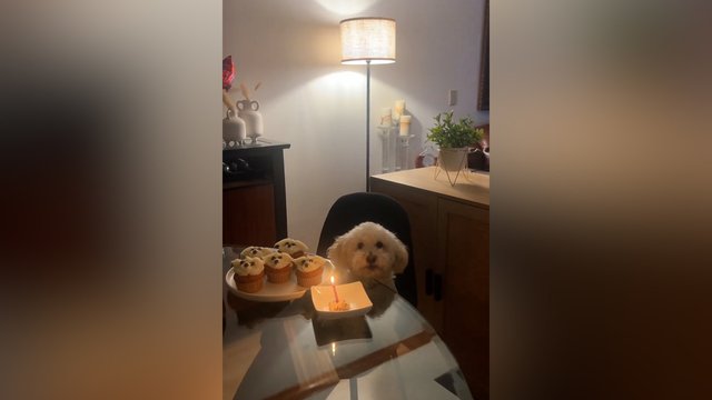 Gardus gimtadienis: dekoruoti skanėstai atspindi keturkojį