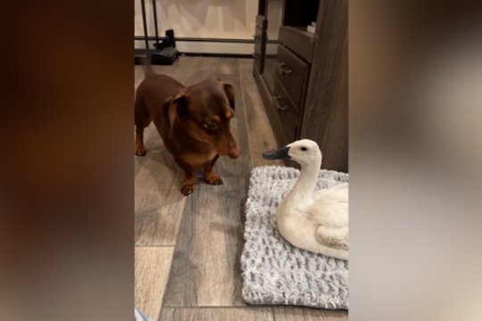 Nykštukinis taksas prikibo ne prie to priešininko: sulaukė grėsmingo atsako