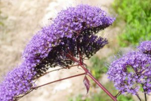 Augalas „du viename“: žvirgždulis – šis gražuolis ir puošia, ir kvėpina