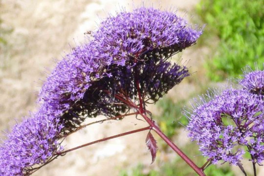 Augalas „du viename“: žvirgždulis – šis gražuolis ir puošia, ir kvėpina