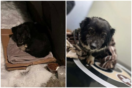 Šalčius ant kartotinės dėžės prie laiptinės išgyvenęs šunelis maldauja tikrų namų