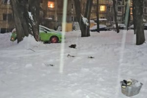 Alkstantiems ir šąlantiems katinams padėti norėjusiai kėdainietei – solidi bauda: „Kaimynai kaip kokie maniakai“