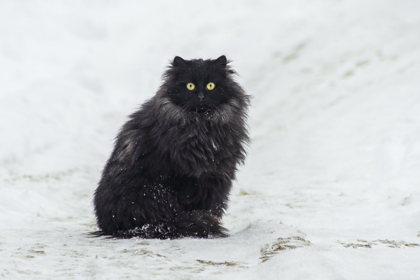 Katinas.<br>V.Ščiavinsko nuotr.