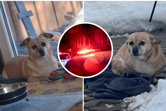Šiauliuose išgelbėjus šaltyje likimo valiai paliktą šunį – naujausia žinia: policijos požiūris nustebino