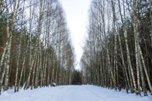 „Žinovų klubo“ testas. Ką žinote apie Lietuvos gyvenvietes iš B, C ir Č raidžių?